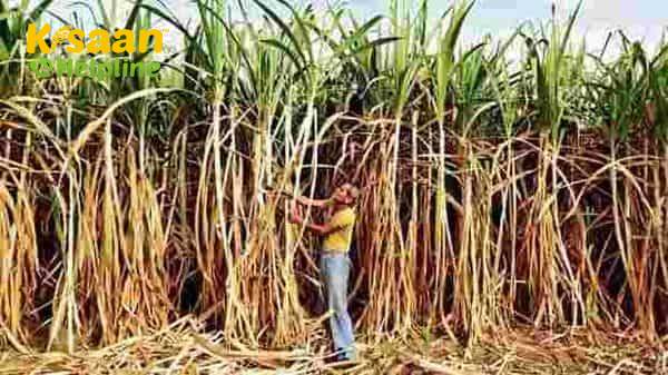 नीती आयोग पैनल ने गन्ना मूल्य को चीनी दरों से जोड़ने की सिफारिश की है